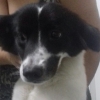 Megadogpasseador